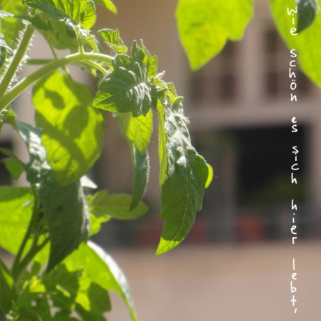 Berlin_Balkonpflanze_Gedanken